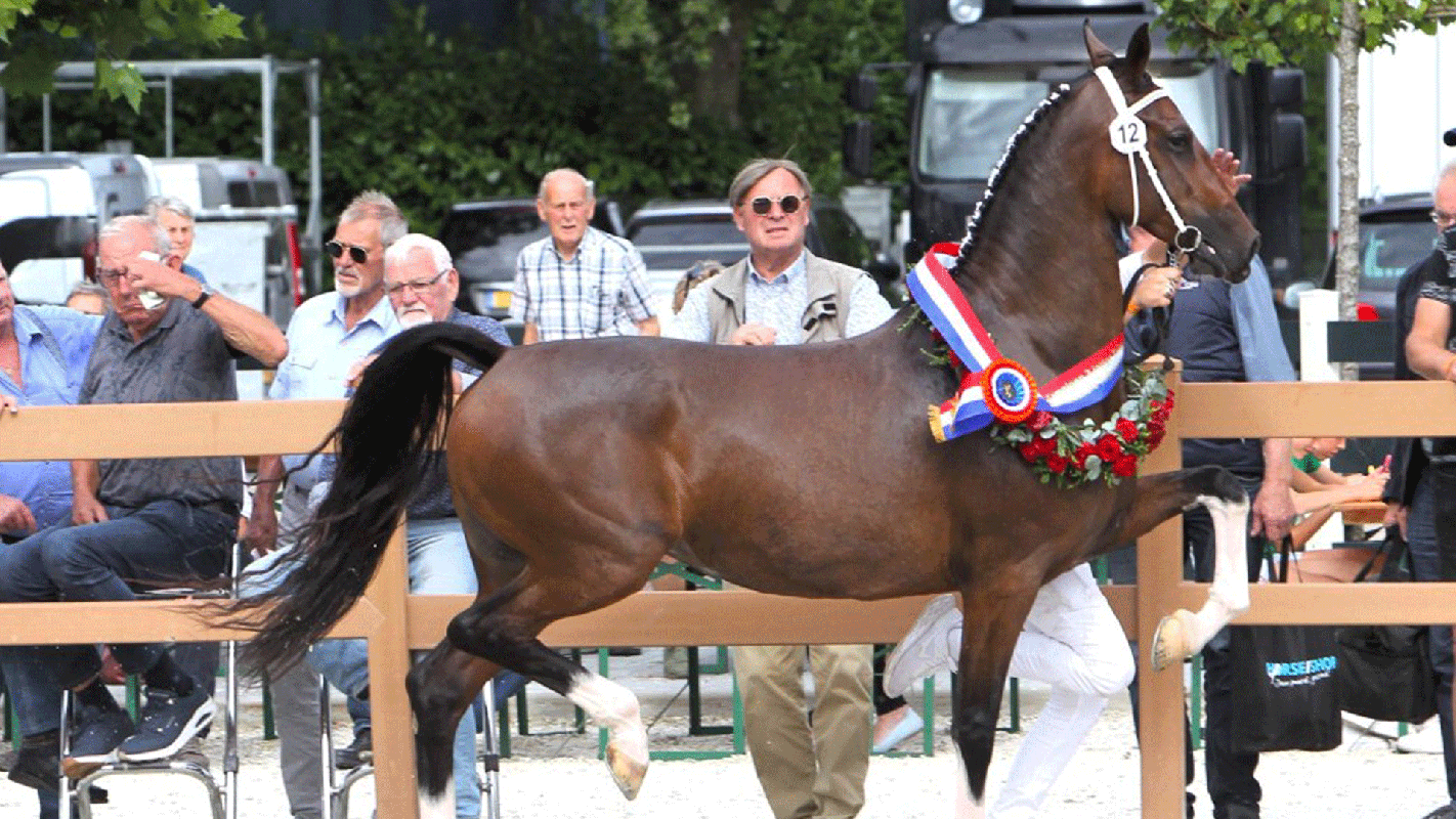 Harness horses