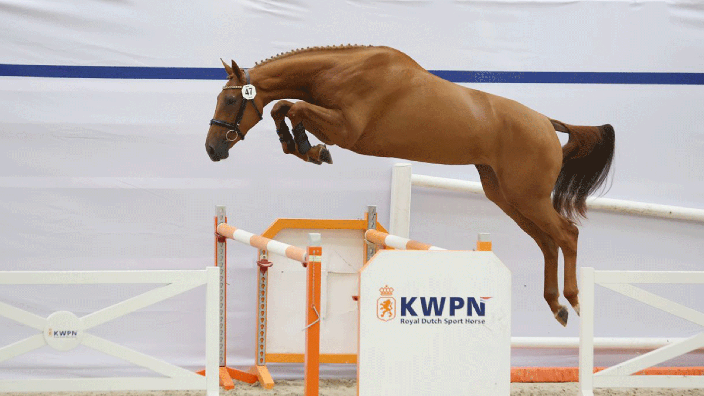 Jumping horses