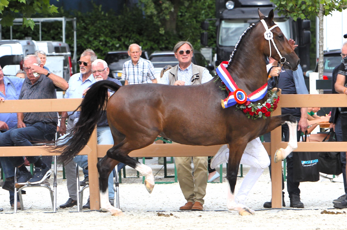 Tuigpaarden