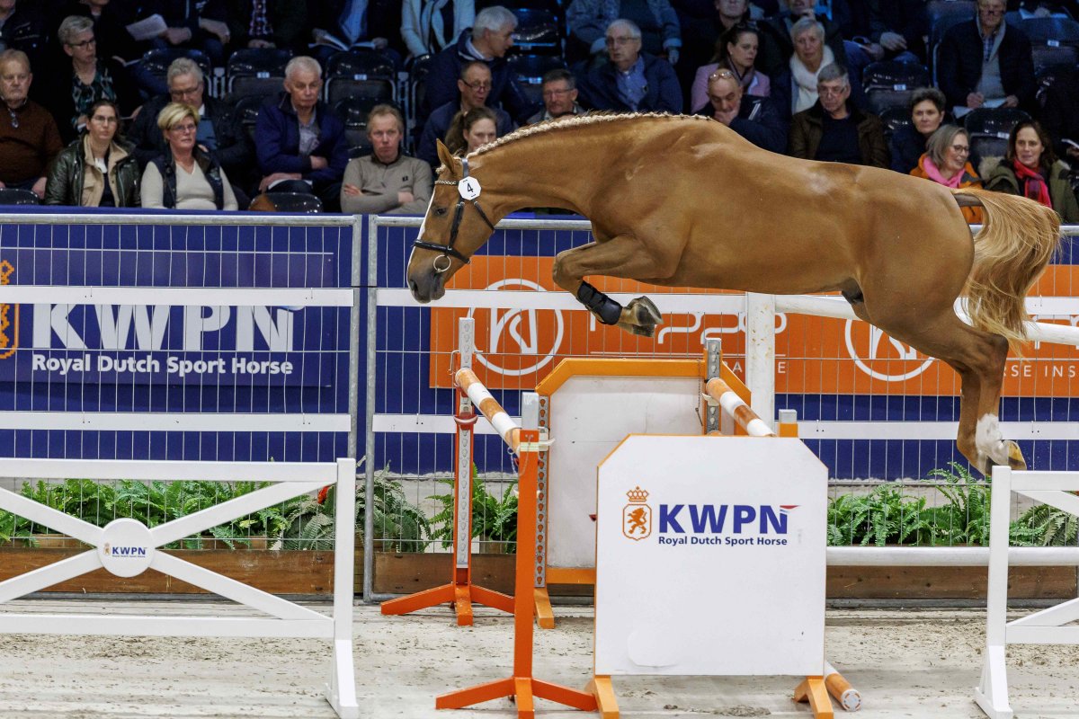Springpaarden