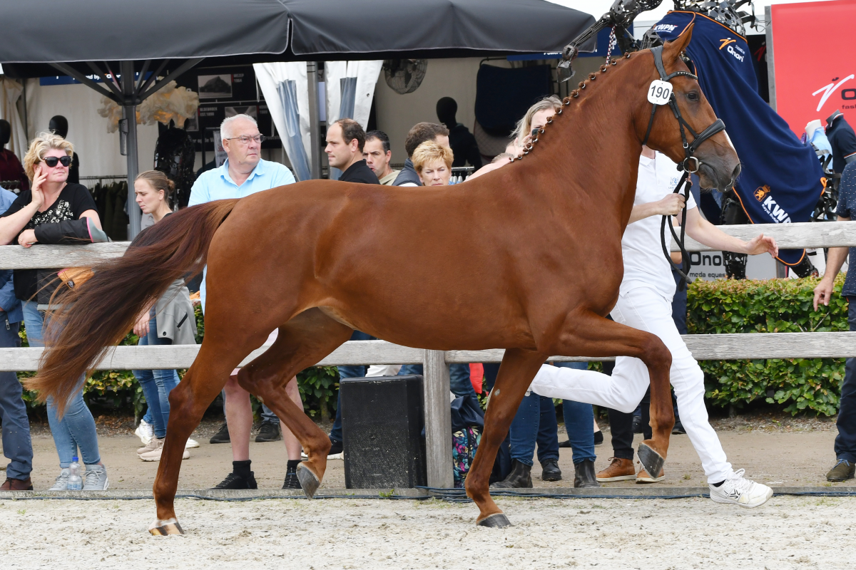 Gelderse paarden