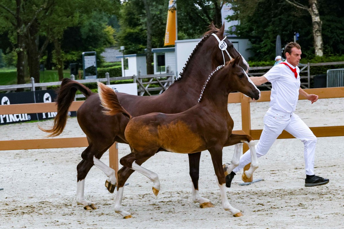 Nationale Veulenkeuring