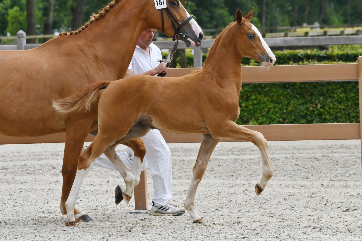 Nationale Veulenkeuring