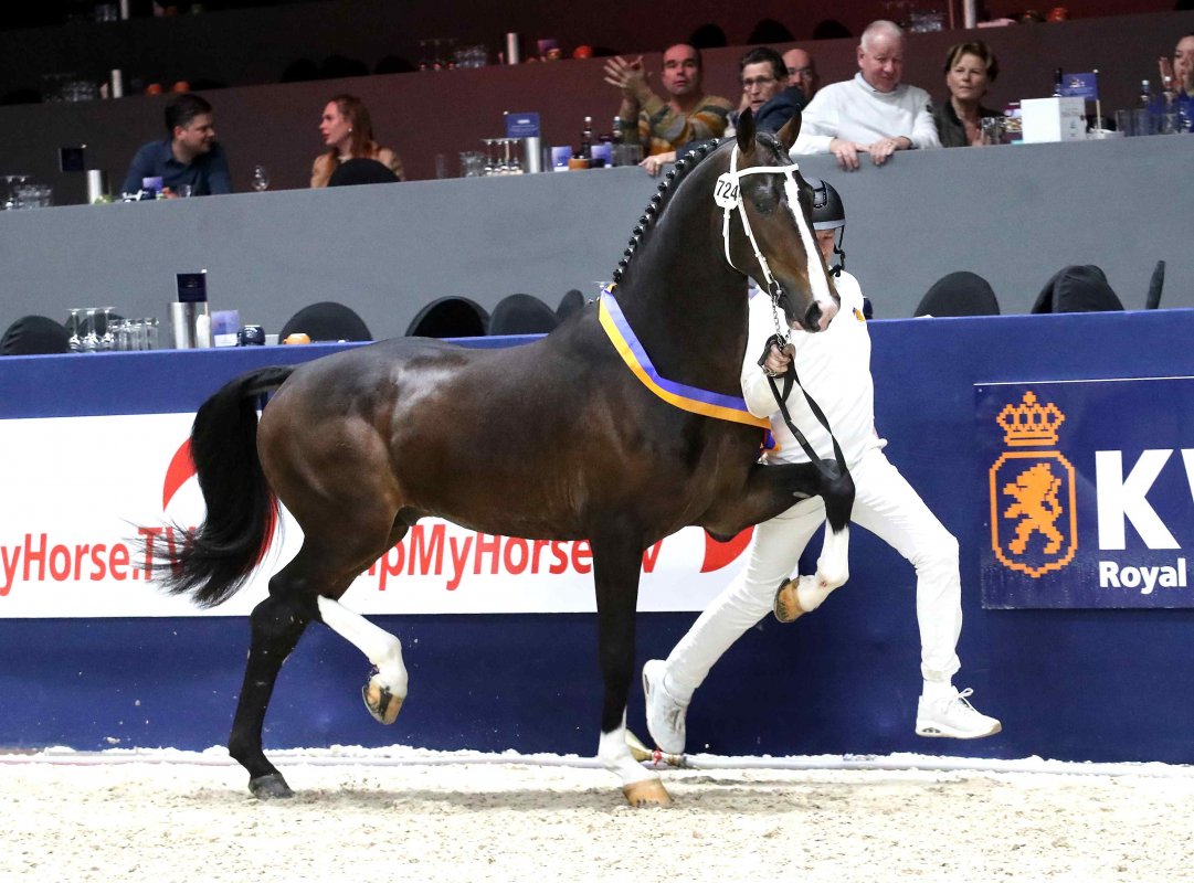 Tuigpaarden