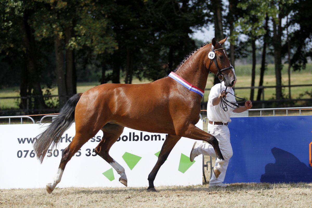 Gelderse paarden