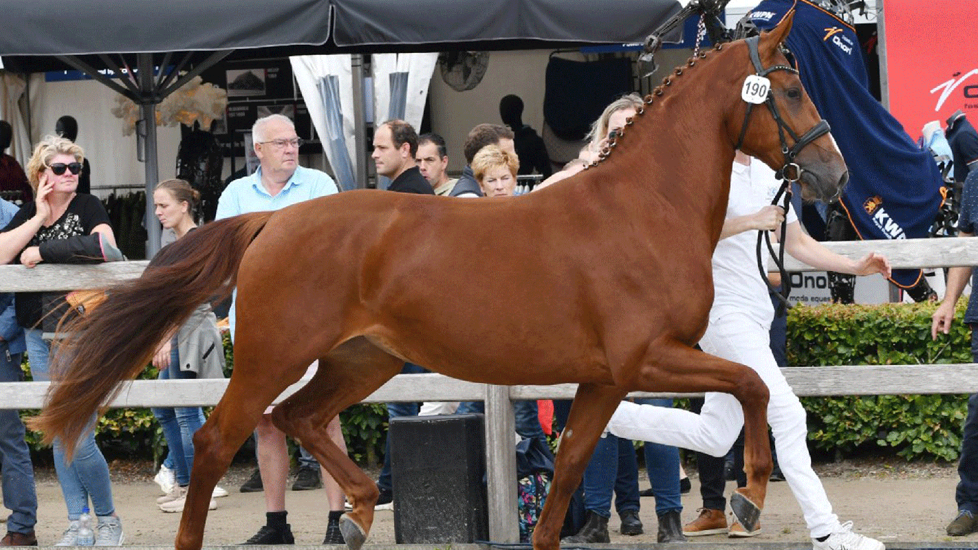 Gelder horses