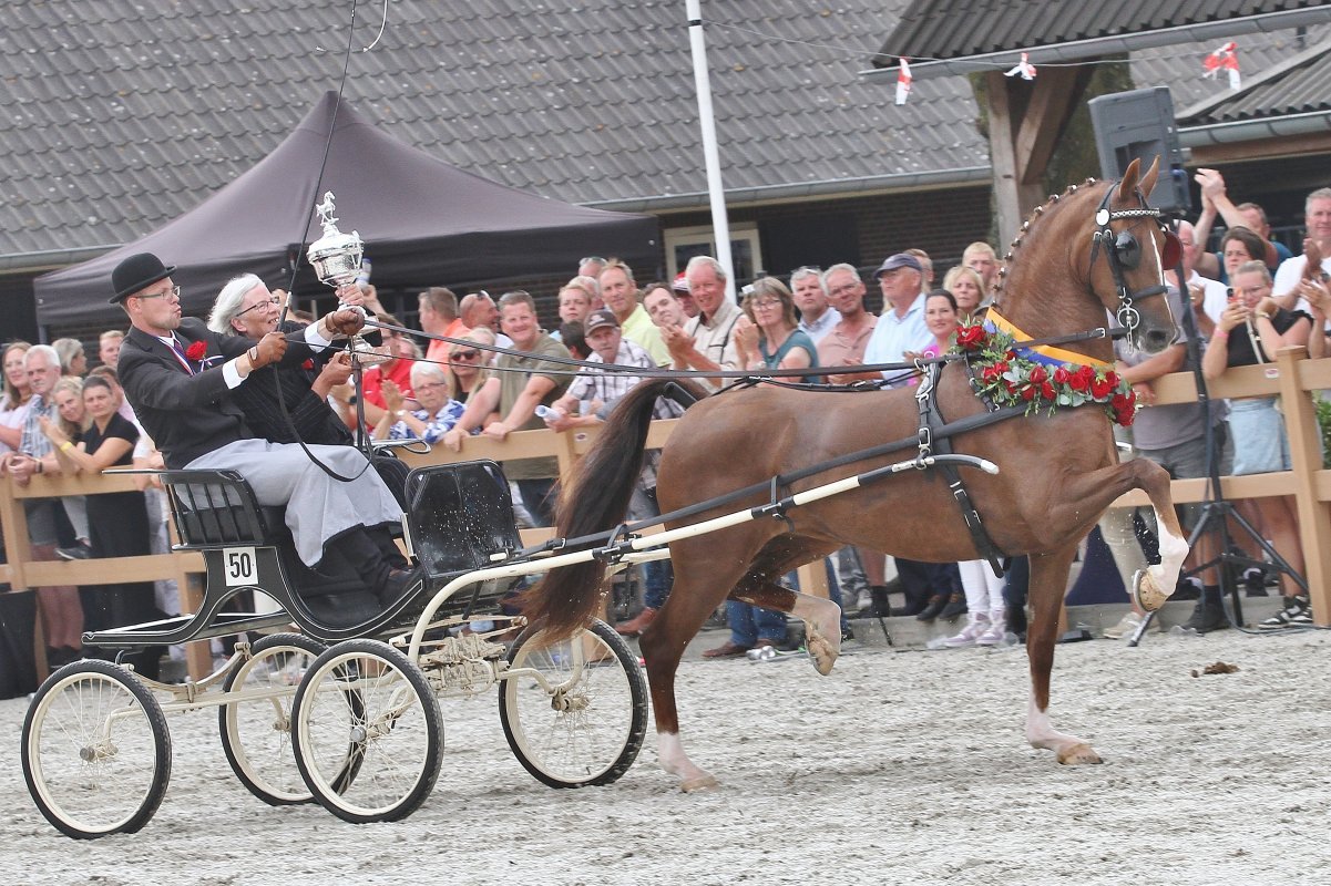 Harness horses
