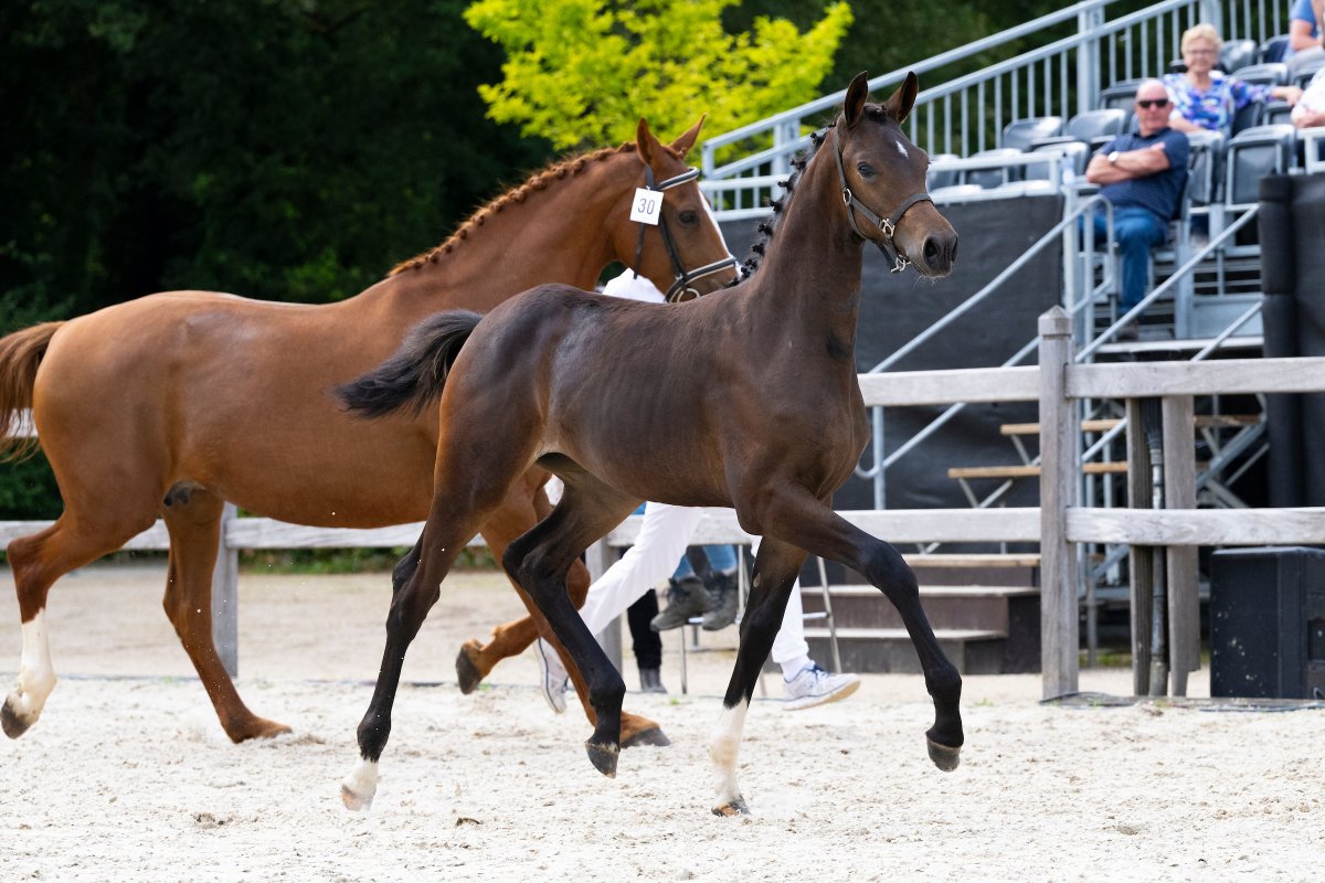 Nationale Veulenkeuring