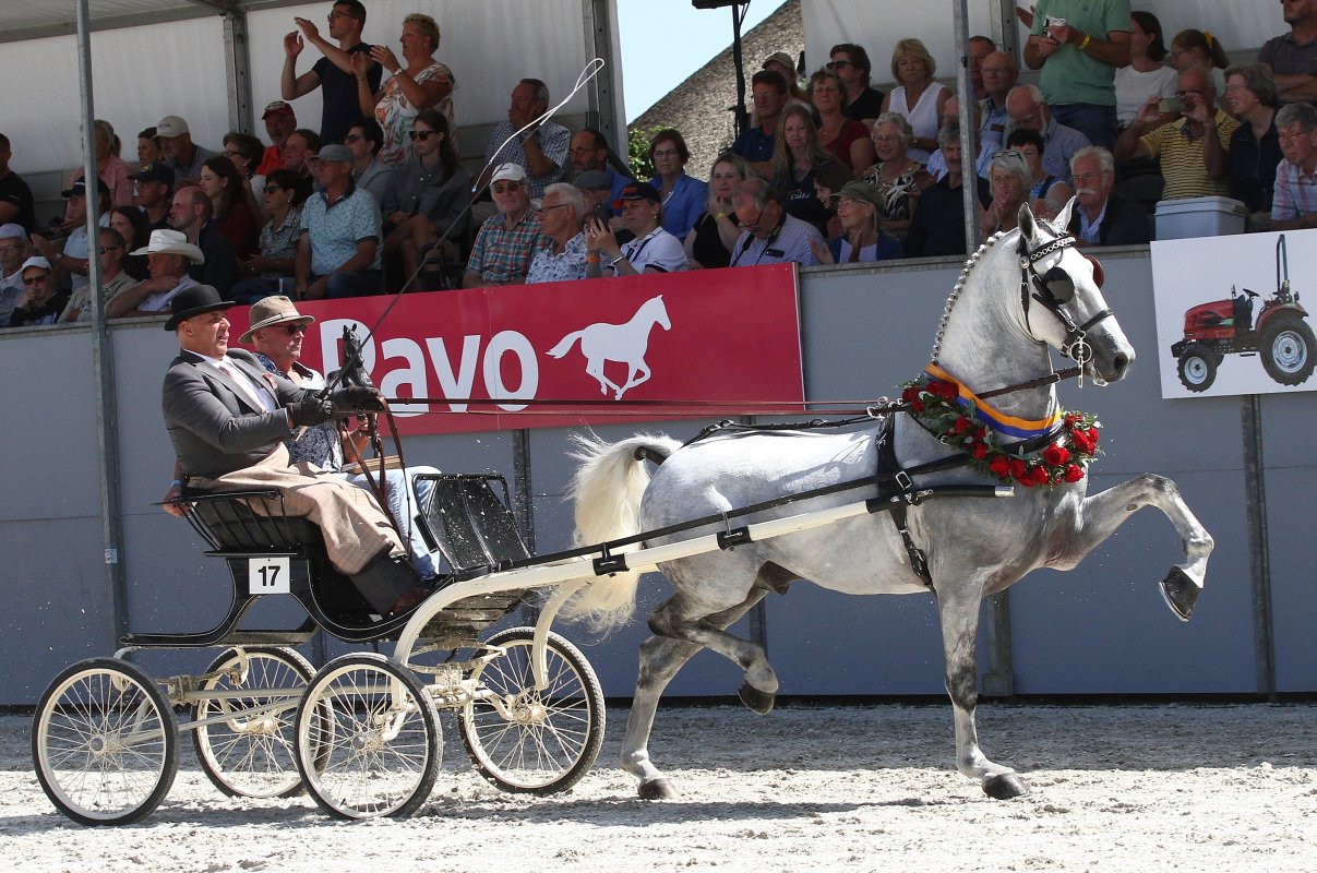 Nationale Tuigpaardendag