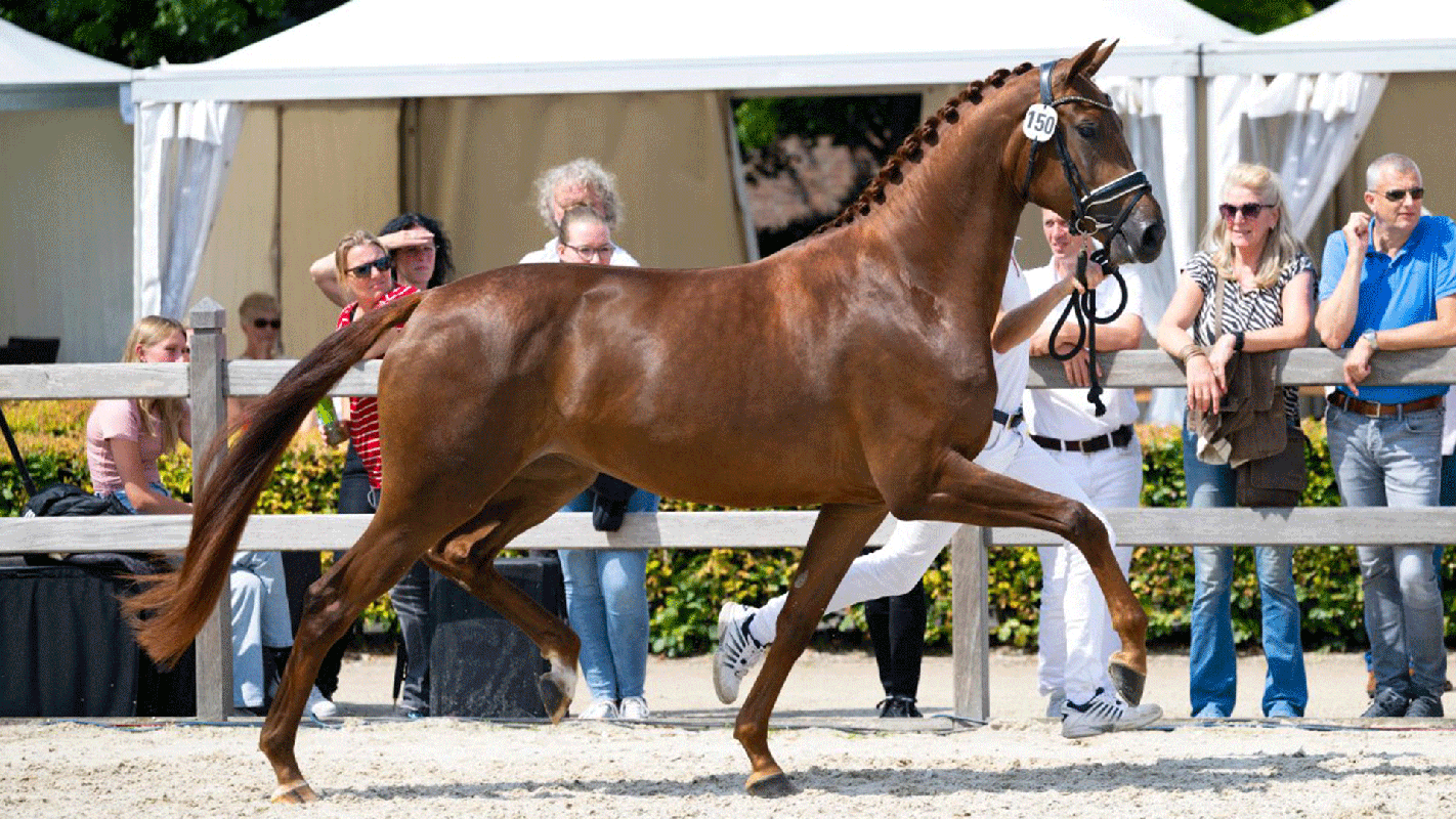 Dressage horses