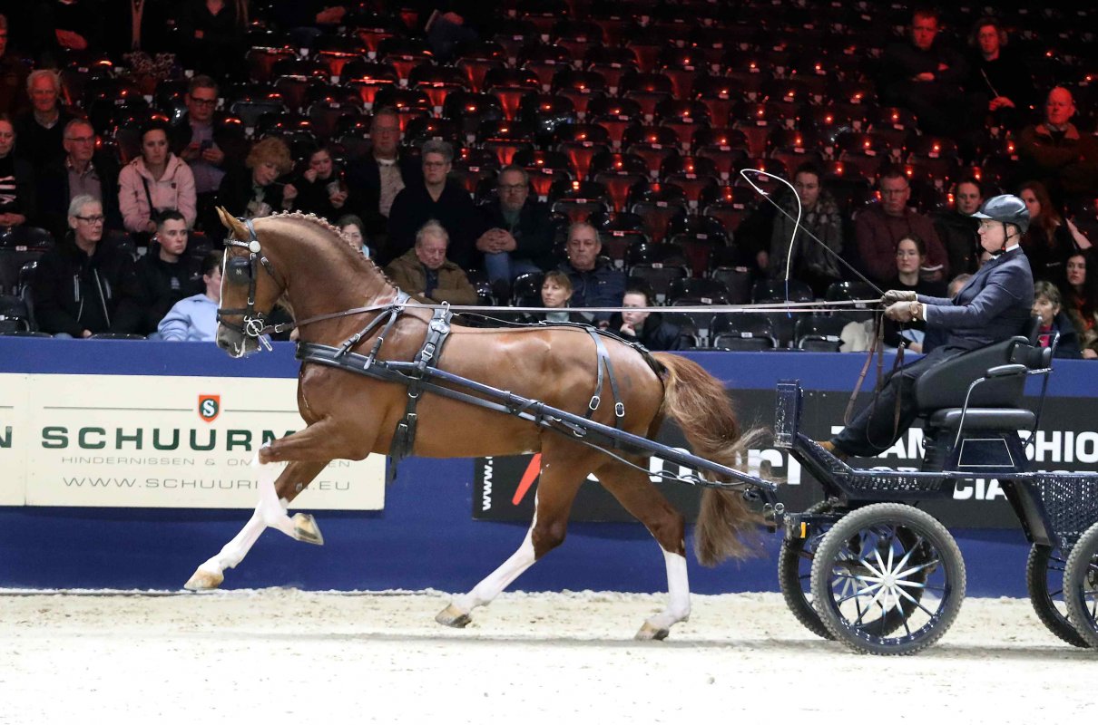 Hengstencompetitie